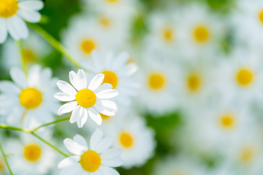 flower, flower background, spring, summer, flower wallpaper, chamomile, white, blossoms, beautiful flowers, nature